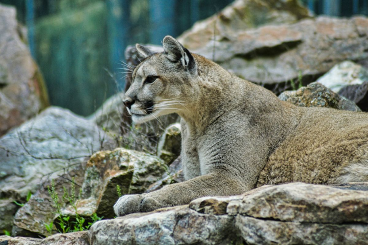 Cougar euthanized after child attacked over August long weekend |  
