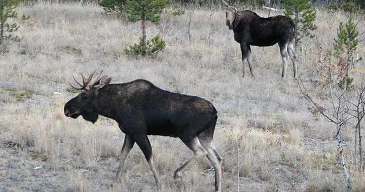 Young Moose finding their game – Winnipeg Free Press