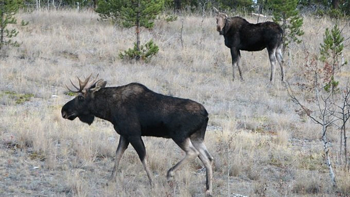 A photo of two moose. This week, the B.C. Conservation Officer Service says three men were fined after two separate poaching incidents. According to the COS, one man shot and killed 4 moose in two separate incidents and tried using his friends’ species tags to cover it up.