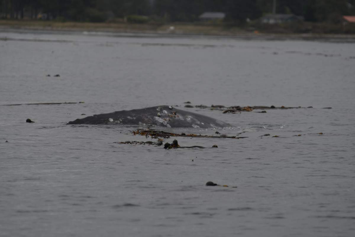 Chocolate the whale can be seen in this photo taken 26 days after he was tagged. Credit: NOAA Fisheries