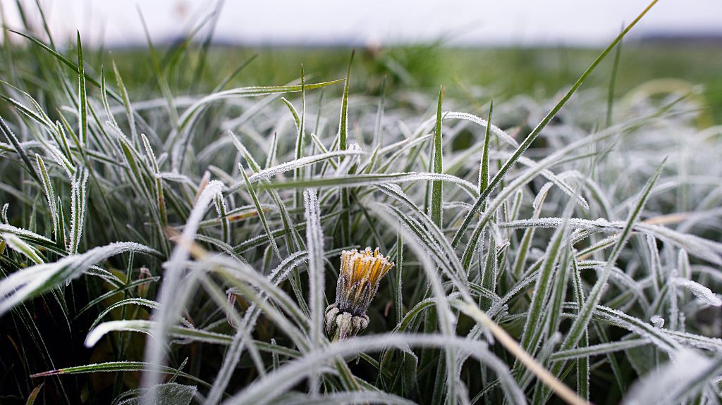 Frost advisory in place for London-Middlesex; overnight low set to dip to -1 C - image