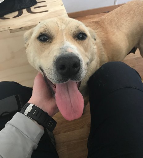 Goldie the dog is in good health thanks to a Cross Lake RCMP officer.