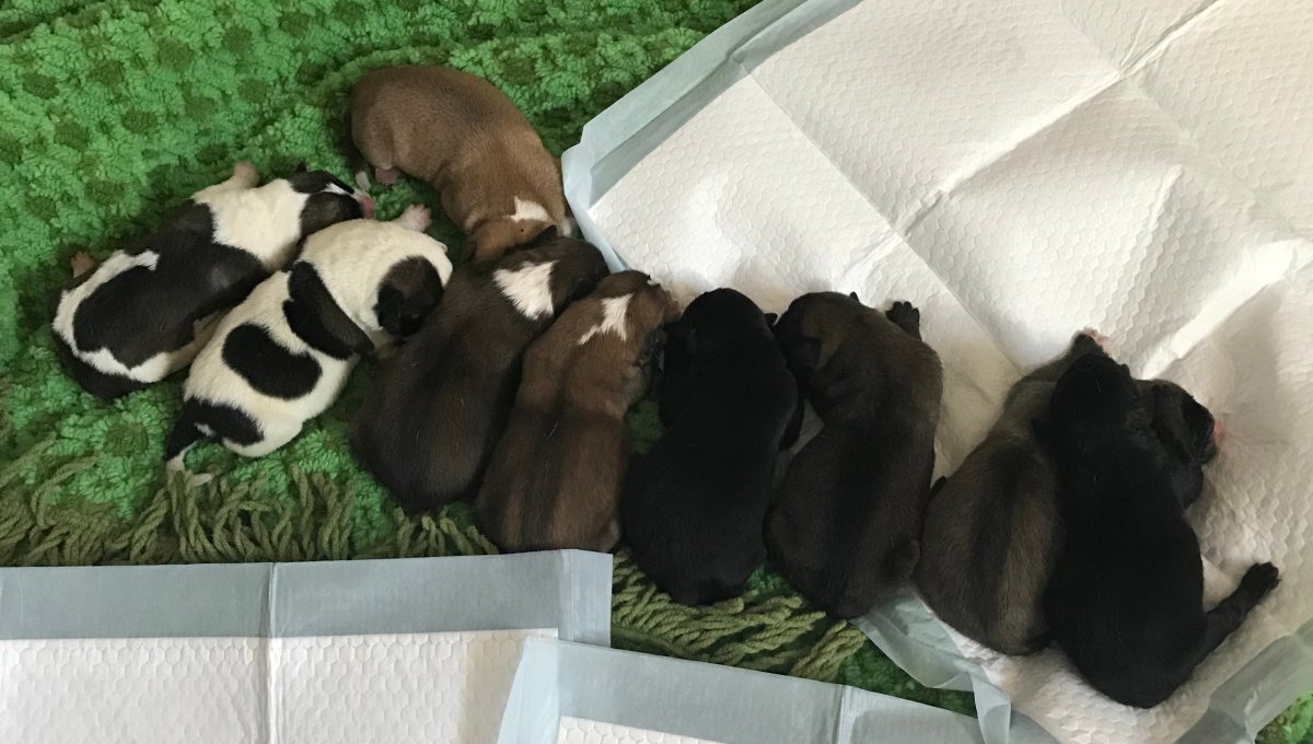 Goldie and her nine puppies are now in the care of the Manitoba Animal Alliance.