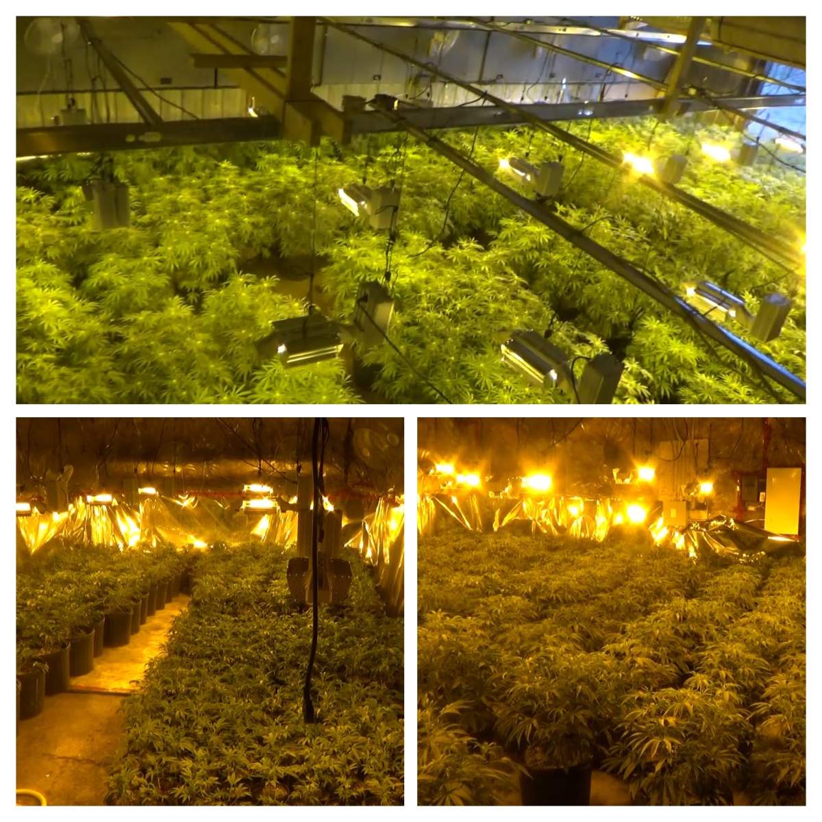 Quinte West OPP seized and charged two Markham residents who were found with over 70 pounds of dried cannabis and 1,100 plants on Harrington Road in Quinte West. 
