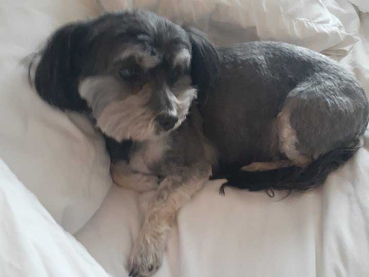 Kelowna RCMP say Shayla the dog was reportedly tied to a tree while the owner went inside a restaurant to pick up some food. 