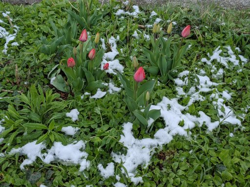 Snow collected around tulips in London, Ont., on April 21, 2021.