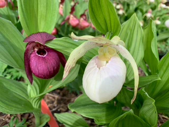 MGAA – Cypripedium Culture: Growing Lady Slipper Orchids - image