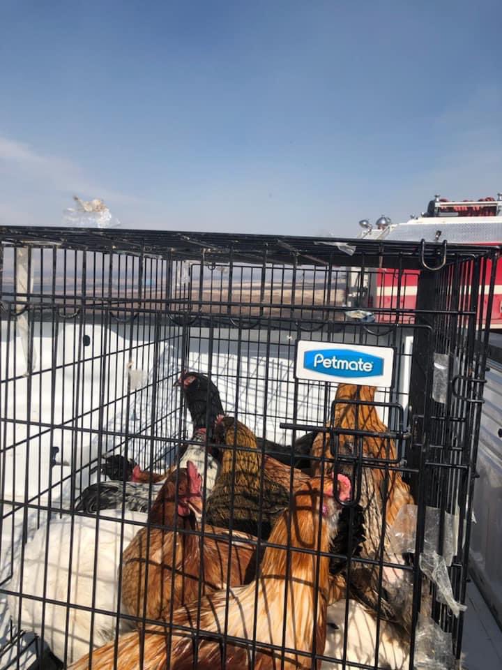 Firefighters from Nakoda and Redwood Meadows rescue more than a dozen chickens from an acreage Thursday.