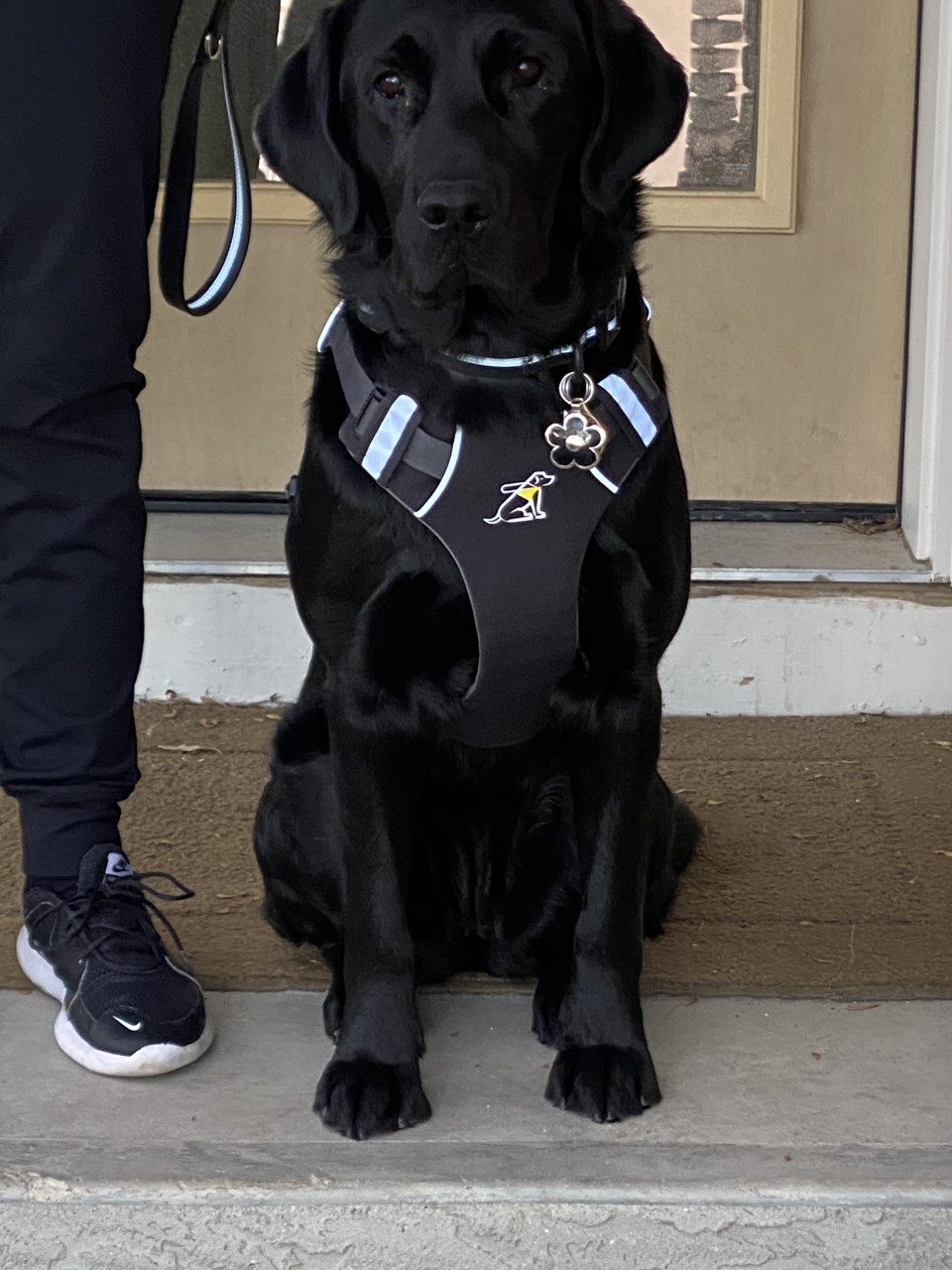 Lulu. the 1-year-old guide dog.