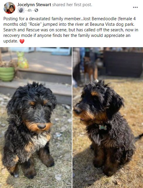 4 dogs falling through North Saskatchewan River ice on Wednesday prompts safety reminder - image