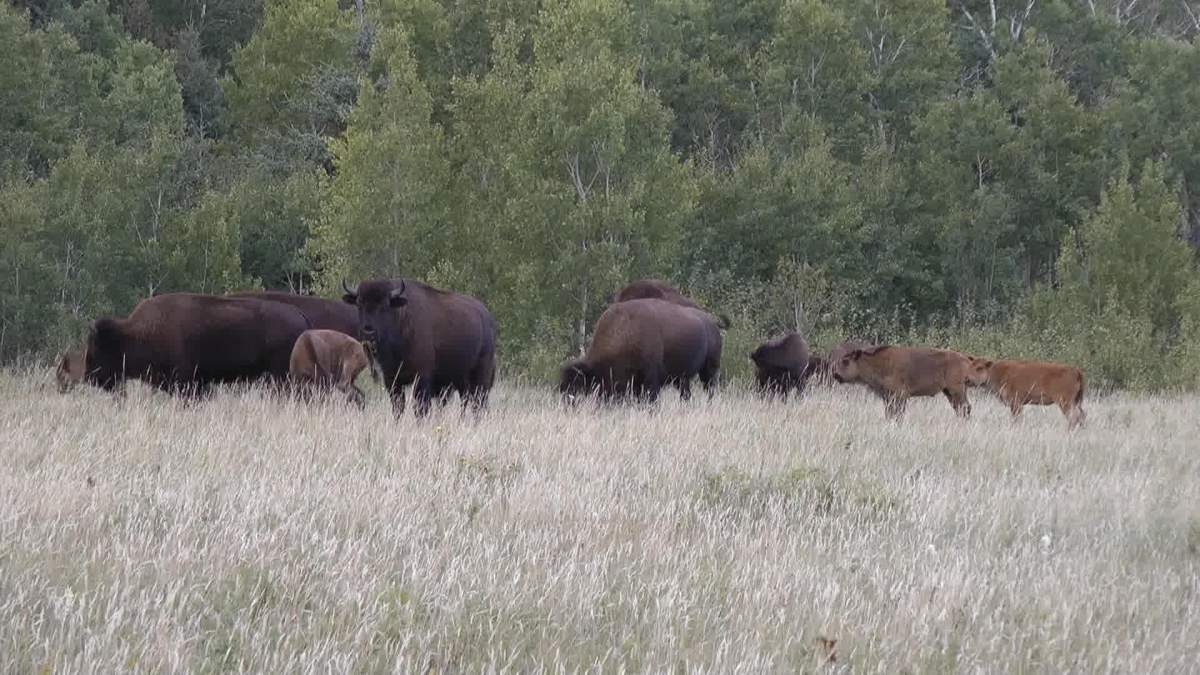 The Sturgeon River plains bison herd has roughly doubled from record-low numbers, according to an ecologist with Prince Albert National Park.