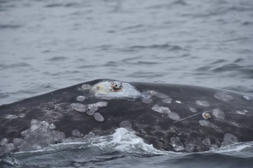 The tagging site and lesion can be seen on the whale in this photo taken 200 days after it was first tagged. Credit: NOAA Fisheries