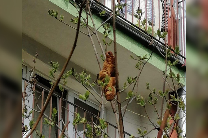 A croissant hangs from a tree outside a building in Krakow, Poland.