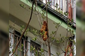 'Window monster' outside Polish building turns out to be a croissant