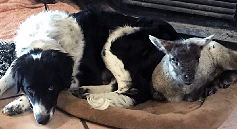 Maisy, a dog rescued from deplorable conditions in Princeton, has made friends with a lamb at her adopted home. 