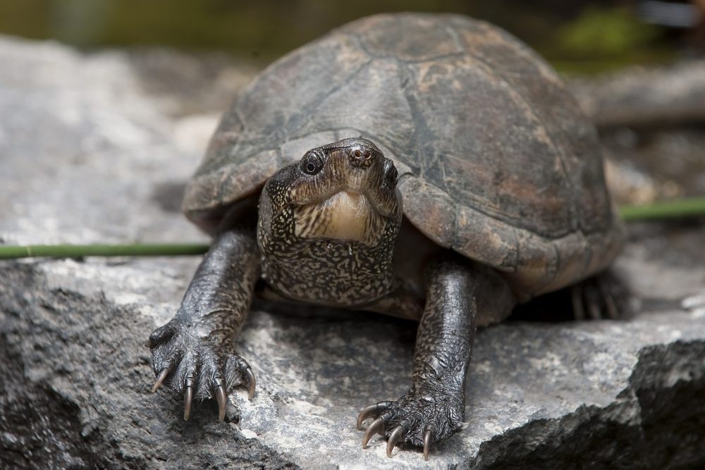 mario flying turtles