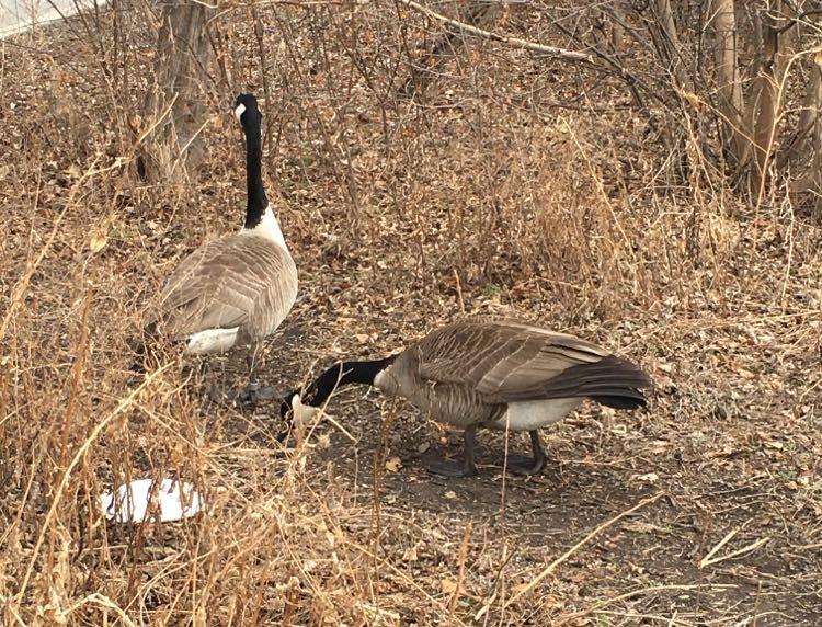 Canada goose winnipeg clearance manitoba