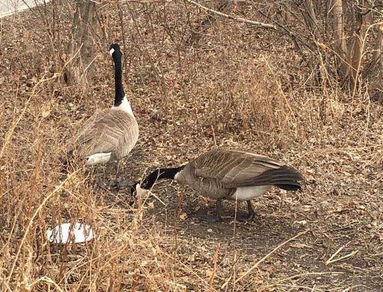 Geese in Winnipeg's Assiniboine Park before the recent snowfall.