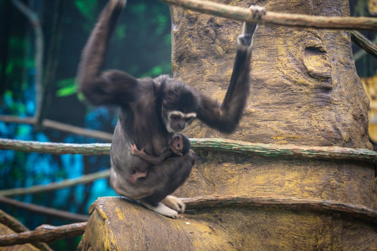 The baby gibbon and his mother.