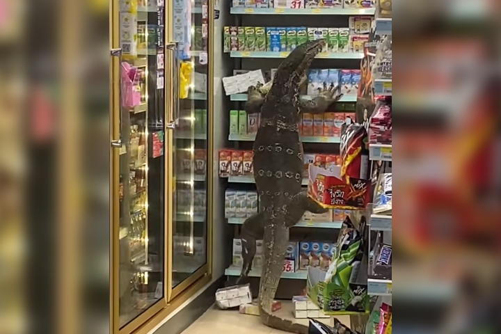 A monitor lizard climbs a shelf inside a Thailand store in this image from video posted April 6, 2021.