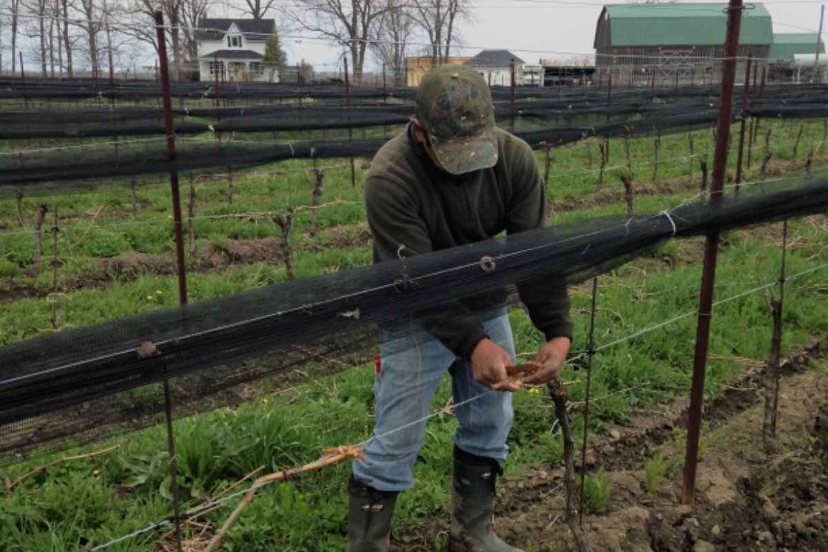 Niagara wine-maker Southbrook Farms is raising money via a GoFundMe for an injured employee who's regularly been flying in and out of Canada from Mexico over the years.
