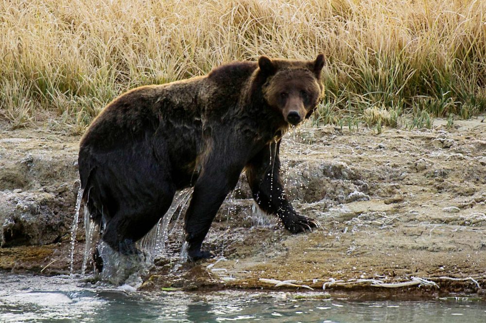 A grizzly bear is shown in this file photo from Yellowstone National Park in Wyoming on Oct. 8, 2012.