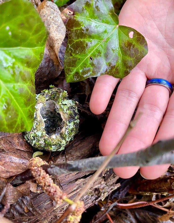 An empty hummingbird nest is seen in this photo. Courtesy: Coast Protectors