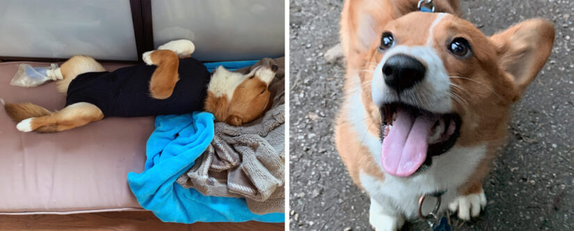 Princeton, B.C., rescue dogs among many animals who have found new ...