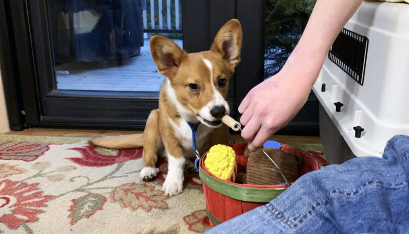 Joey is said to be adapting well in his adoptive home.