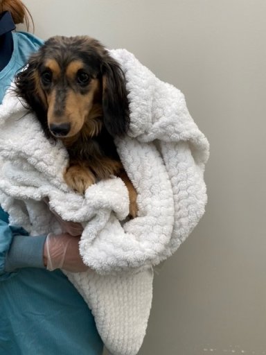 One of the dachshunds seized by the BC SPCA.