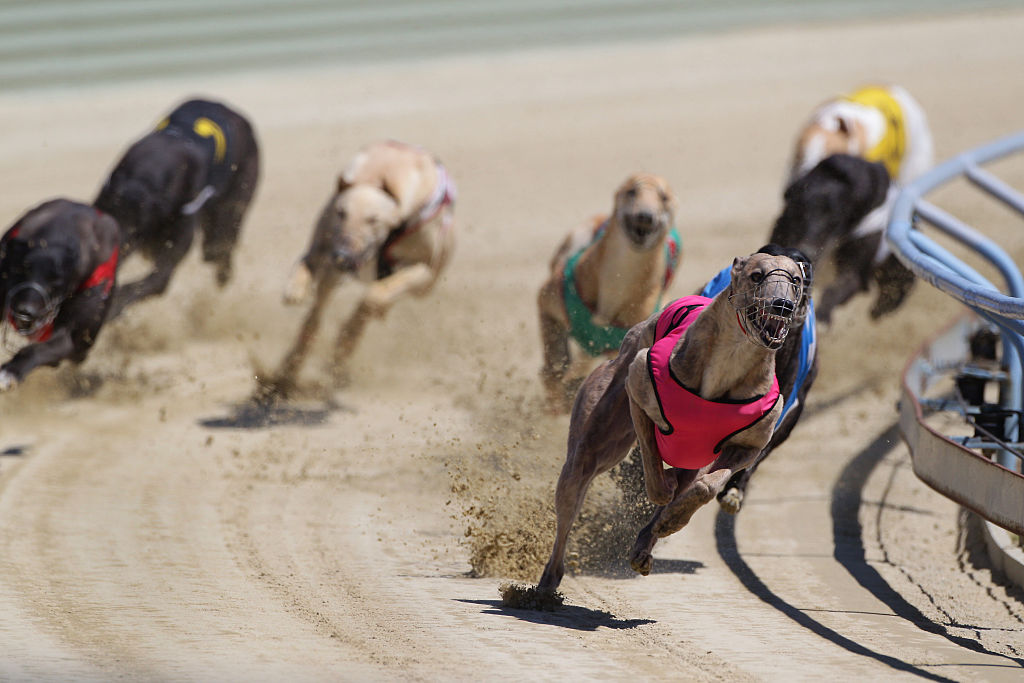 In this file photo, greyhounds are shown in a race at Forbury Park Raceway, St. Kilda, Dunedin, Otago, New Zealand on Jan. 24, 2012. 