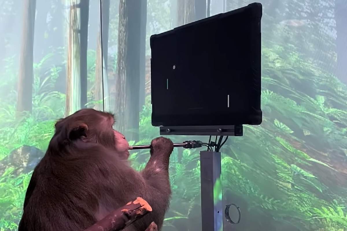 A macaque controls a video game cursor with its mind via a Neuralink implant in its brain.
