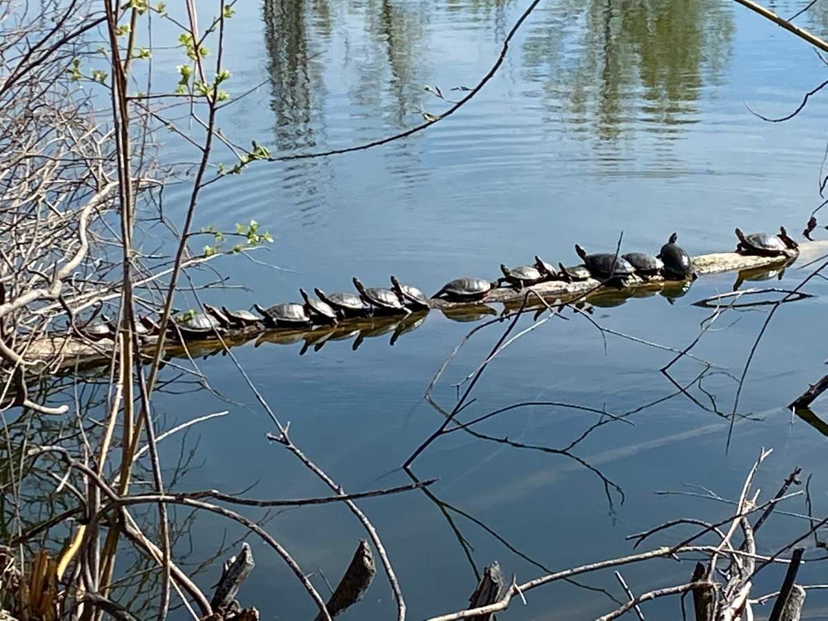 Munson Pond in Kelowna is home to the Rocky Mountain Painted Turtles, a species with special protection under the B.C. Wildlife Act.