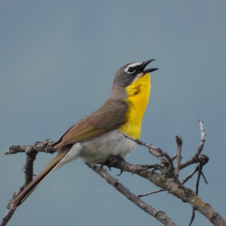 An adult male yellow-breasted chat is shown in this undated photograph on lands protected in collaboration between the En'owkin Centre and Penticton Indian Band with support through ECCC. The rescue from near extinction for a little yellow bird hinges on the wild rose in British Columbia's Okanagan Valley, a researcher says. THE CANADIAN PRESS/HO, A. Michael Bezener/ En'owkin Centre 2020 *MANDATORY CREDIT*.