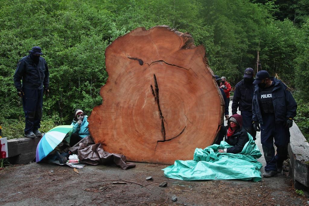 RCMP assess how to remove two protesters chained to a tree stump at an anti-logging blockade in Caycuse, B.C., on Tuesday, May 18, 2021. Remote forest areas of southern Vancouver Island were the scene of more arrests Wednesday as police continue to enforce a British Columbia Supreme Court injunction against anti-logging protesters camped in the wilderness. THE CANADIAN PRESS/Jen Osborne.