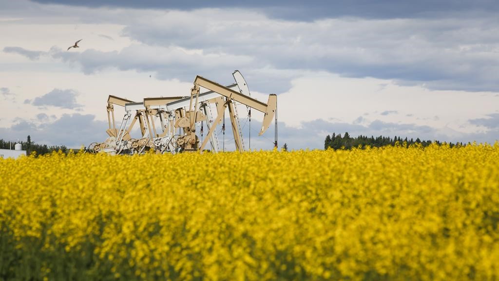 Pumpjacks draw oil out of the ground in a canola field. THE CANADIAN PRESS/Jeff McIntosh.