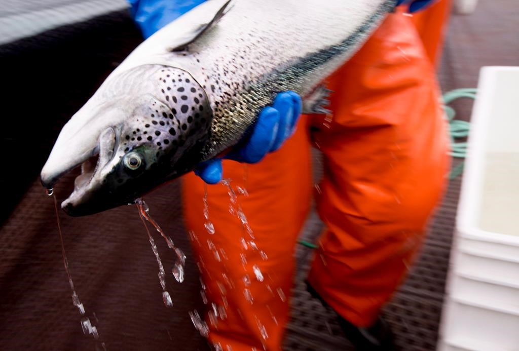 Farmed Salmon Virus Source, Amplifies Disease Transmission In Wild ...