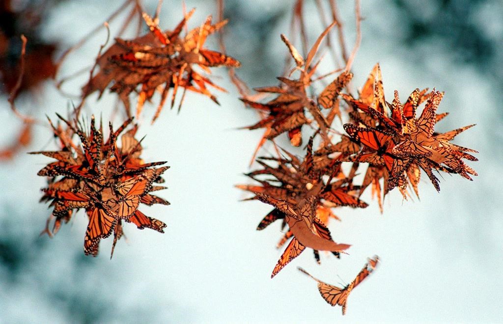 In this Jan. 6, 1999 file photo, thousands of Monarch butterflies hang on to branches of an Eucalyptus tree in John Lake's backyard in Ventura, Calif.