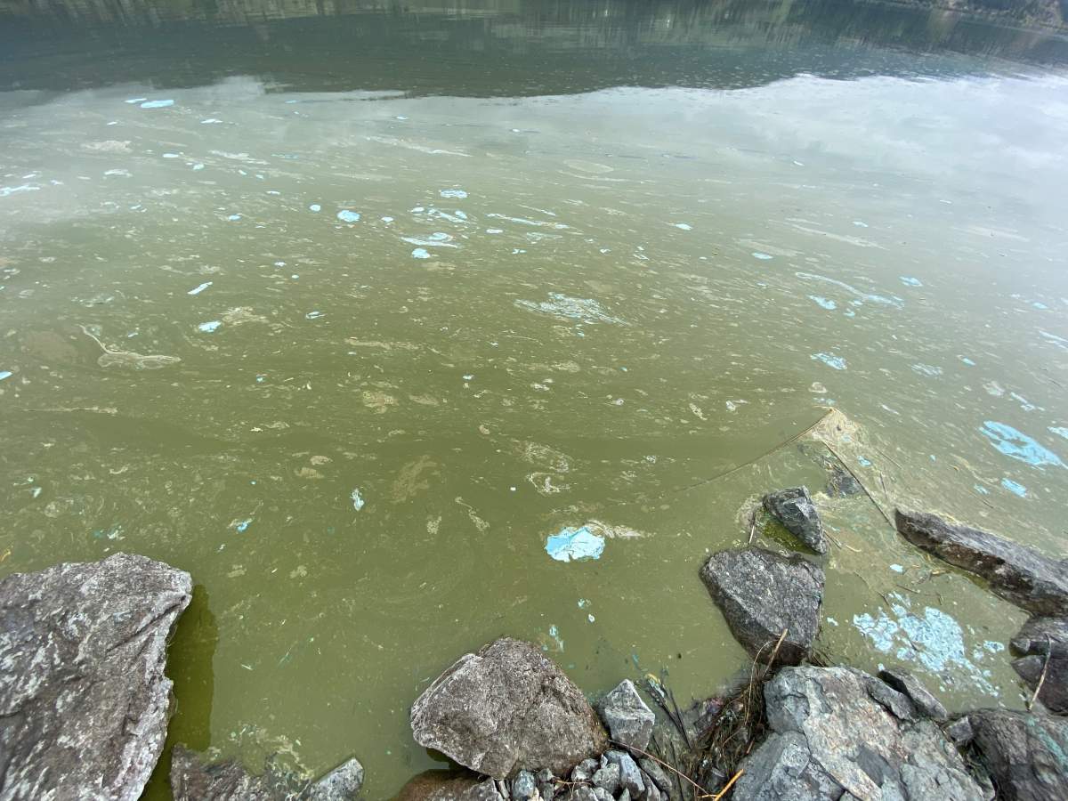 A photo of an algae bloom on Wood Lake in the Central Okanagan.