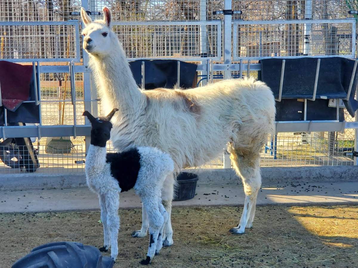 Chai the llama with her new cria.