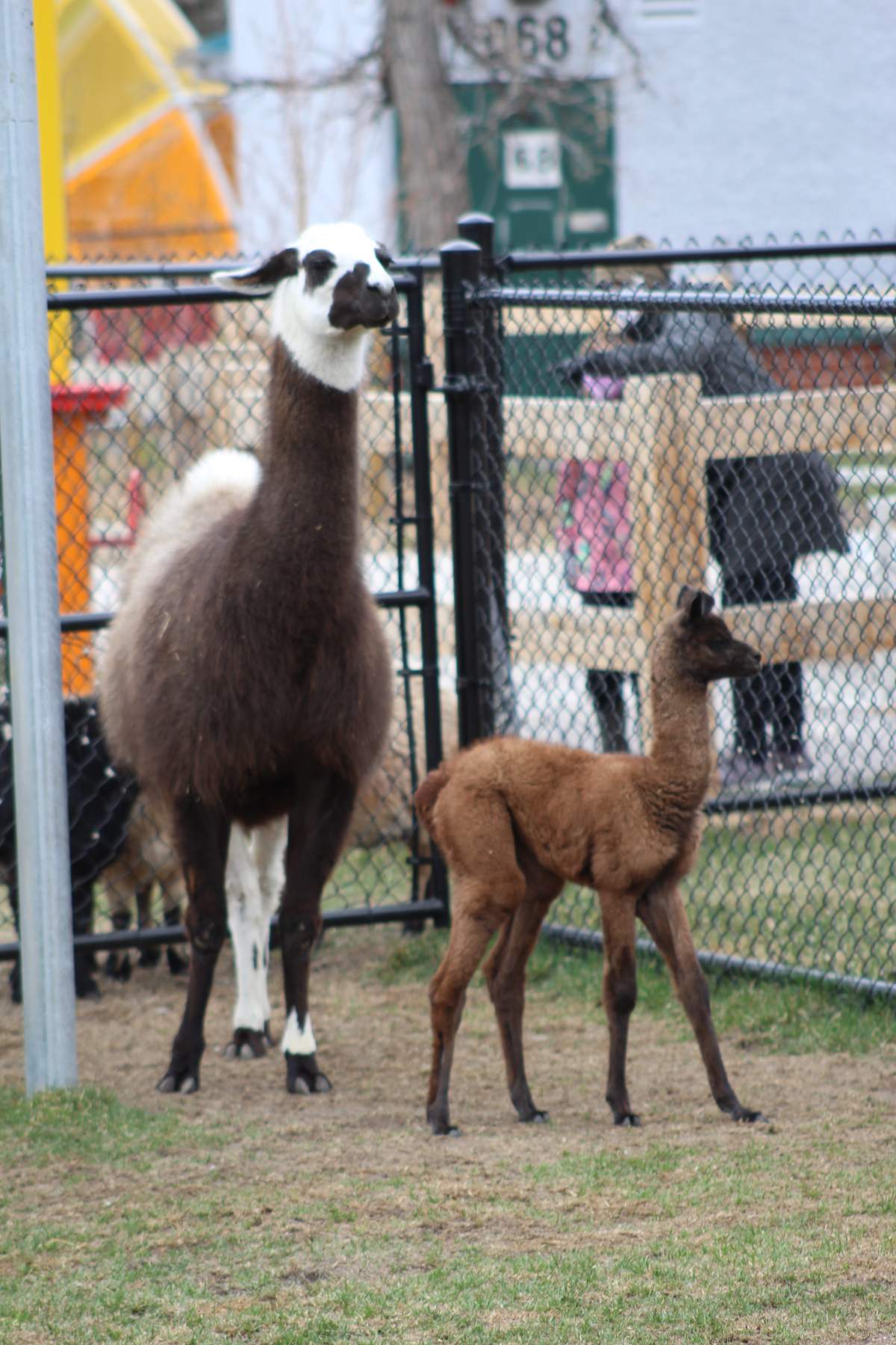 Latte the llama with her new cria.