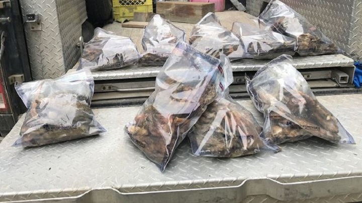 The B.C. Conservation Officer Service says it’s investigating a dumpsite of animal parts that included scores of severed bear paws. In this photo, some of the bear paws are seen in plastic bags after being gathered by the B.C. COS.