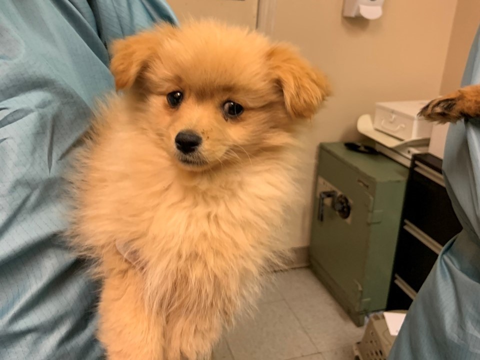 The B.C. SPCA says the puppies are currently not available for adoption.