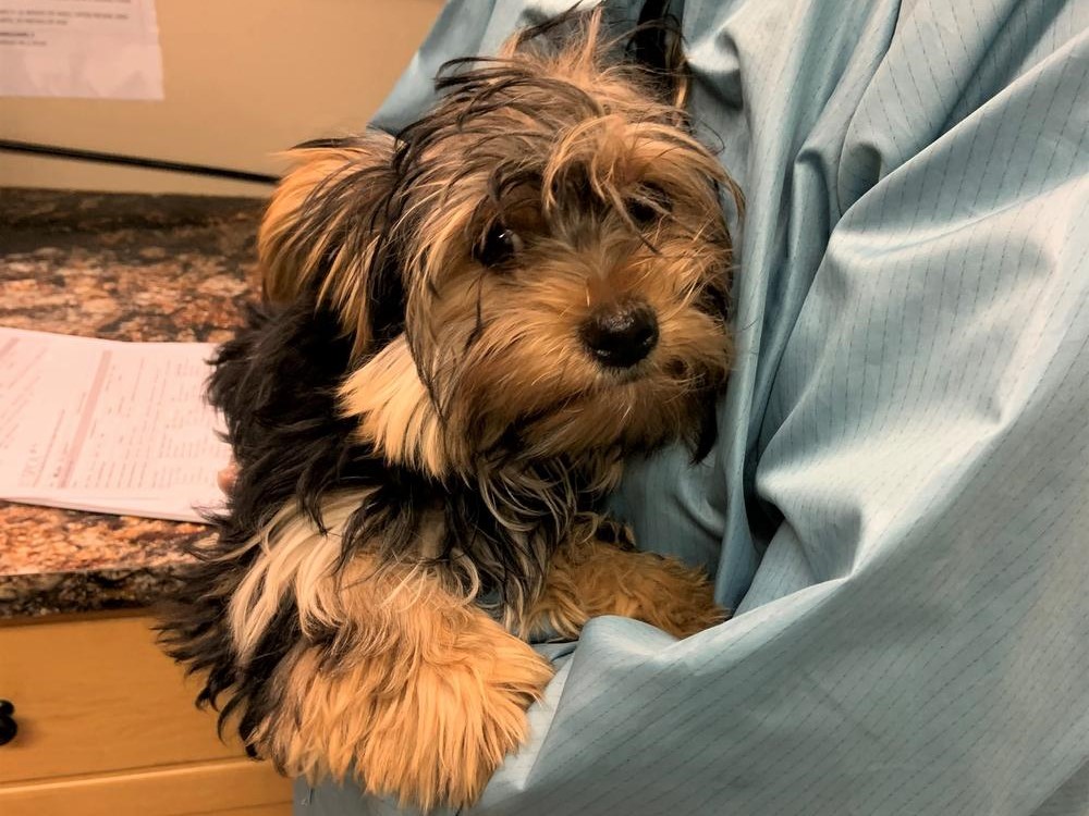 The puppies are all under a year old and include 16 Pomeranian and Yorkshire terrier-cross puppies and one three-month-old Labrador retriever.