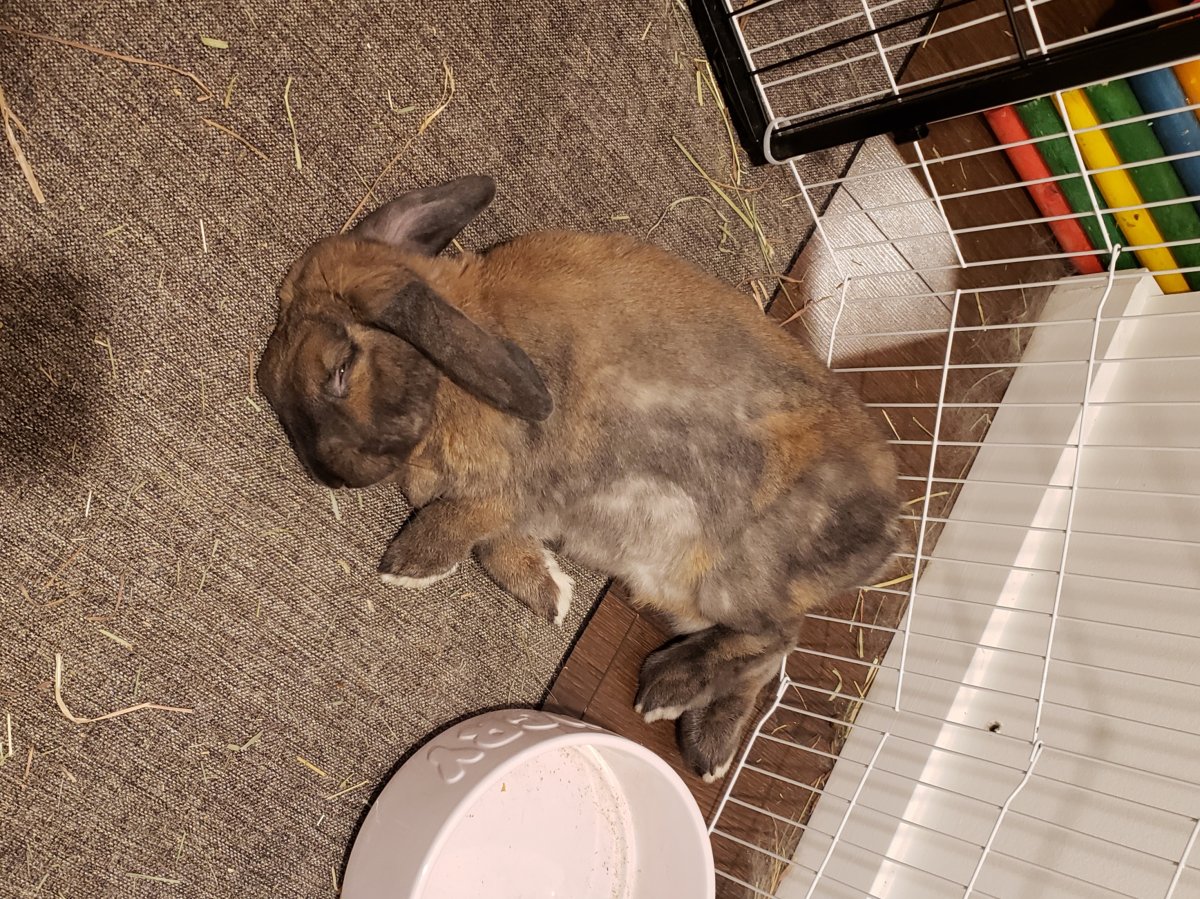 Shocking' extent of lop ear rabbit health shown by RVC