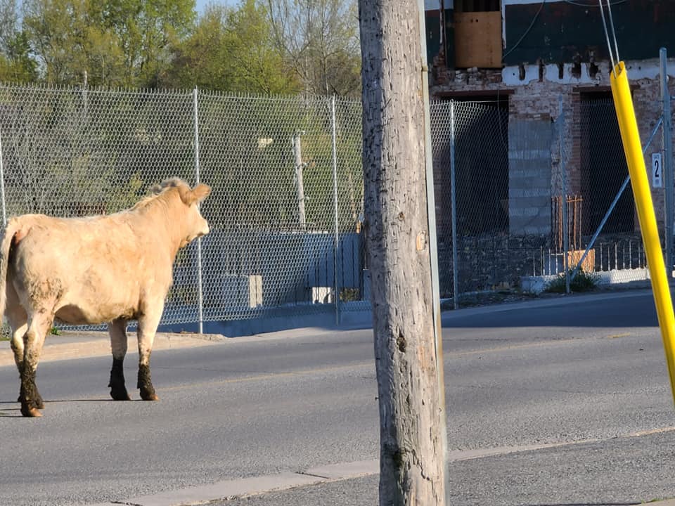 A cow on the run kept OPP officers in Napanee busy Monday evening.