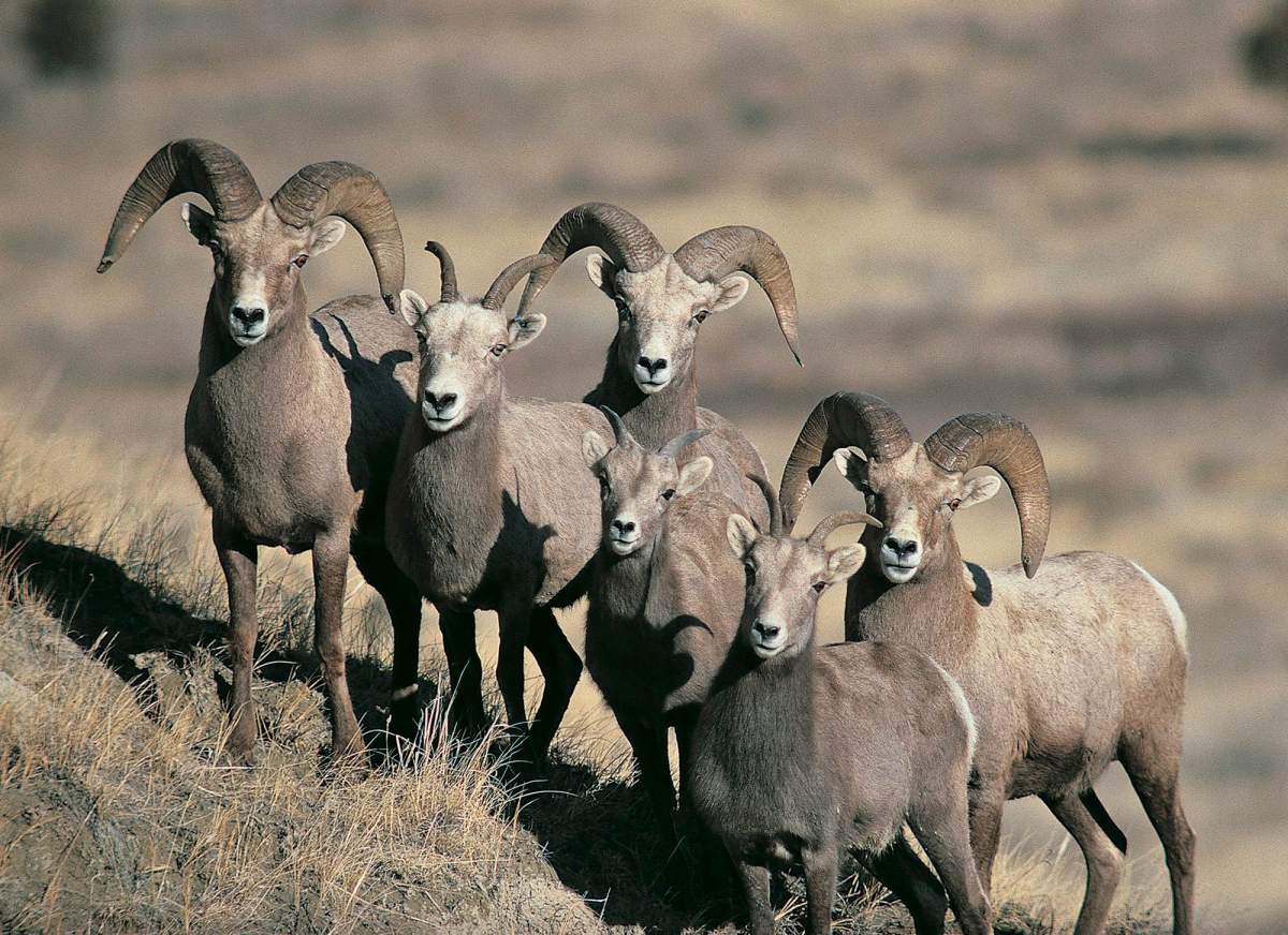 This undated photo provided by the North Dakota Game and Fish Department shows a group of bighorn sheep in North Dakota. Alberta's environment department has known for years that toxins from old coal mines are contaminating populations of the province's official animal, the Bighorn sheep. 