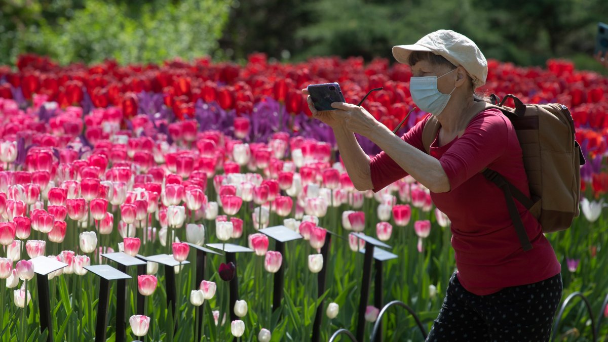 A woman stops to take a photo of blooming tulips near Dow's Lake Tuesday May 18, 2021 in Ottawa. The local public health unit reports a coronavirus positivity rate of 6.0 per cent in the city as of Wednesday.