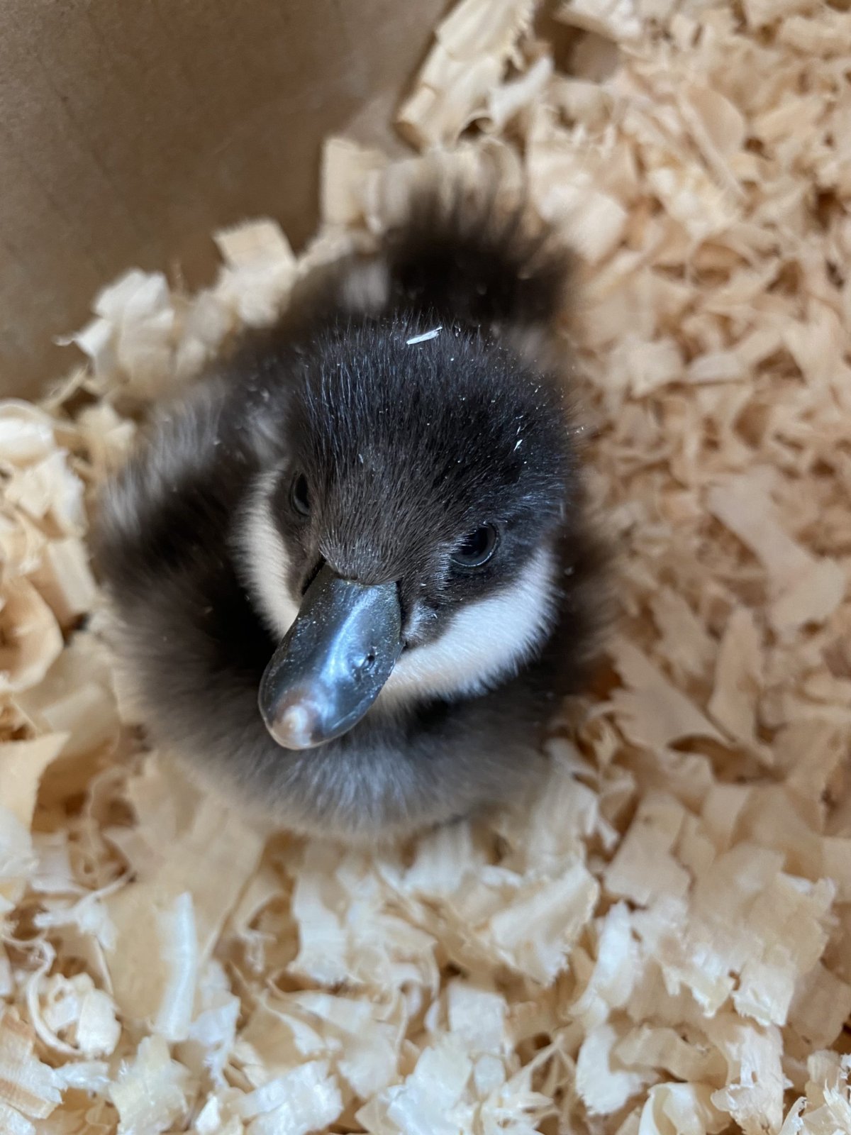 A common goldeneye duckling is shown in a nest box in Fredericton in a handout photo.  