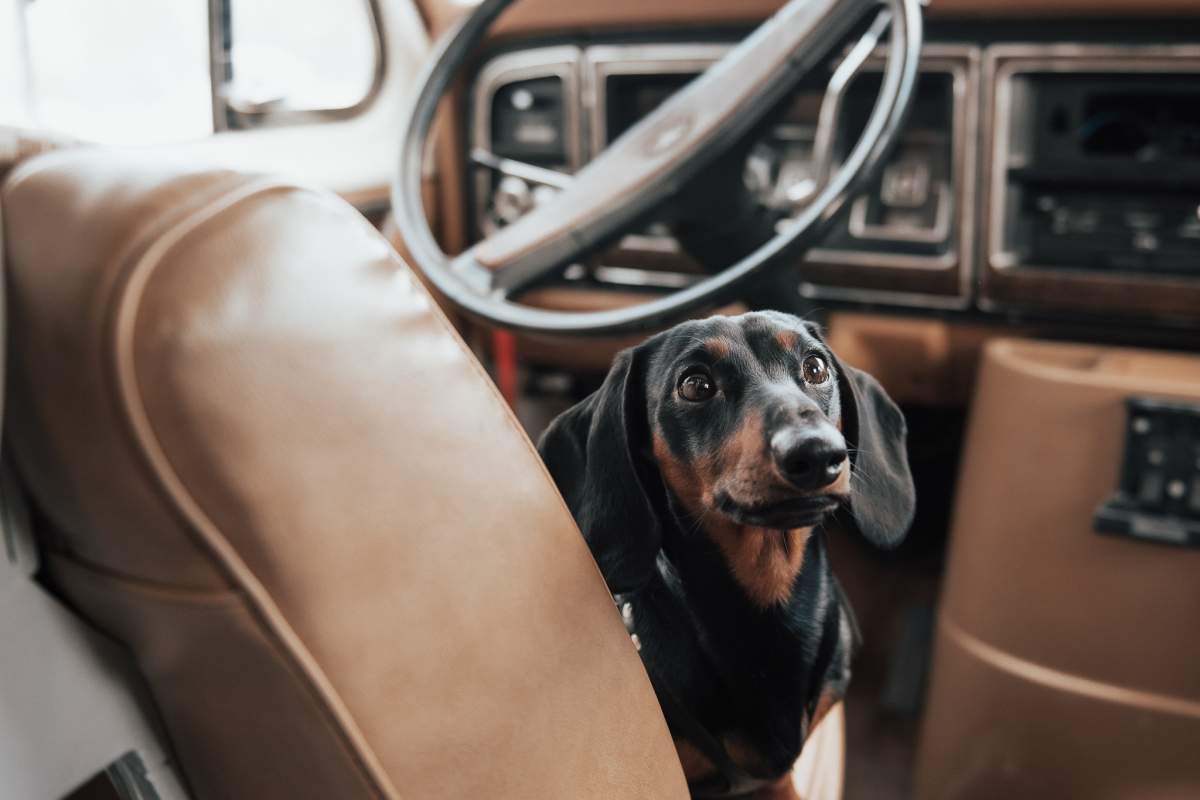 Marty the mini doxie in Inson’s camper van.